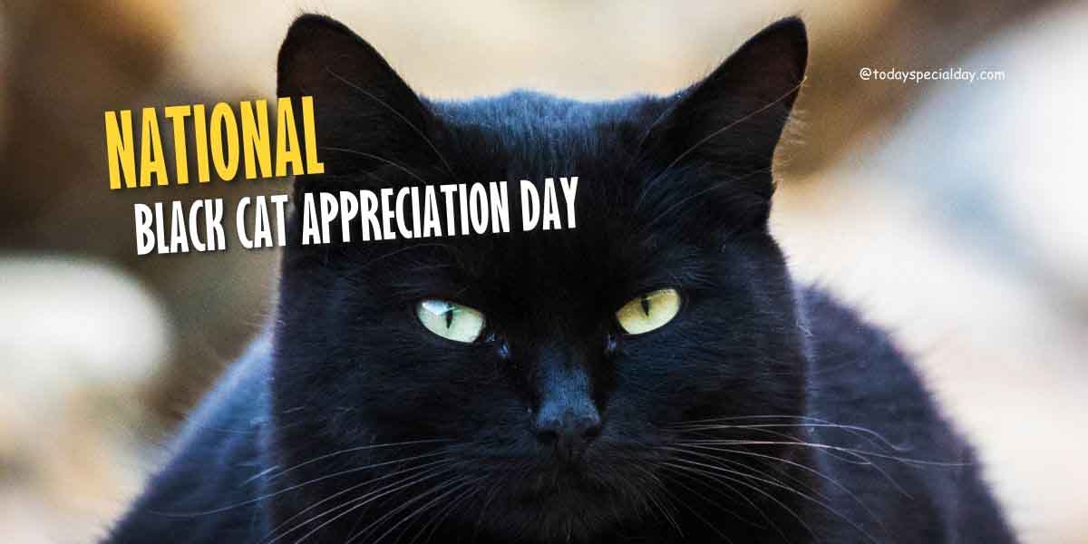 National Black Cat Appreciation Day – August 17: Activities & Quotes