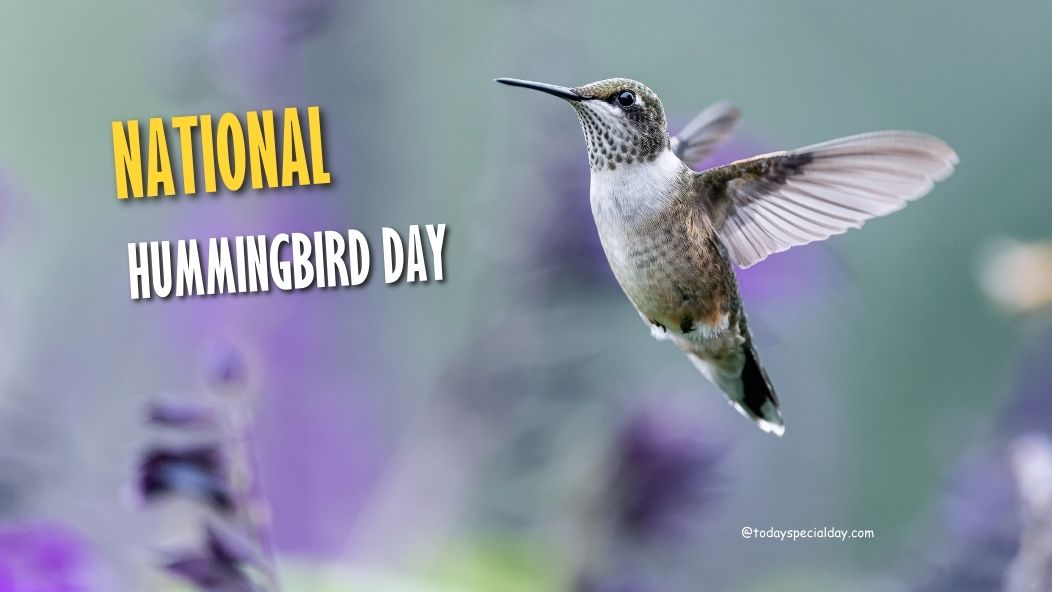 National Hummingbird Day – September 2, 2023 - Today Special Day