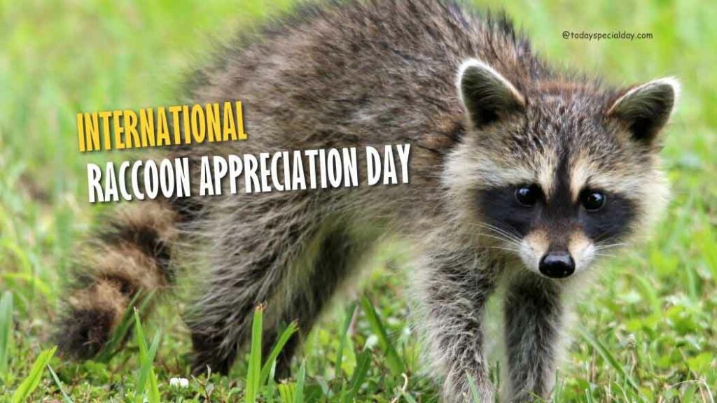 International Raccoon Appreciation Day October 1 History, Facts & Quotes