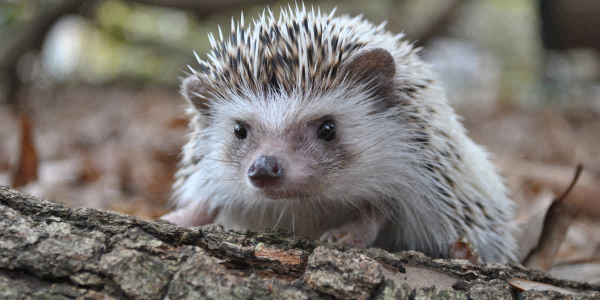 Hedgehog Day – February 2, 2024